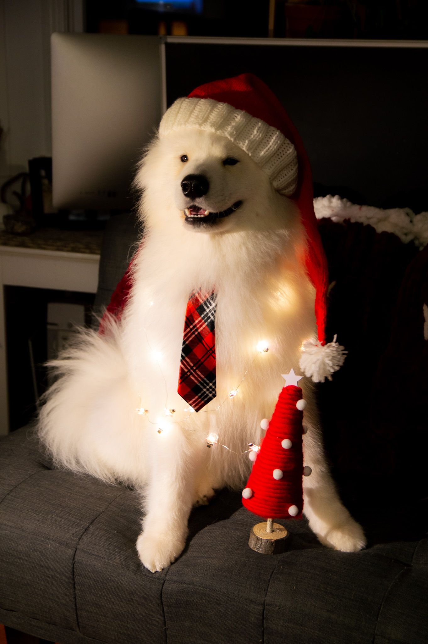 hodu, a white fluffy dog, in a santa hat with a tie