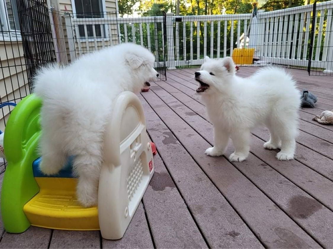 one puppy barking at another who is standing on a platform