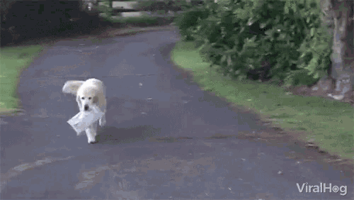 gif of a golden retriever with the newspaper
