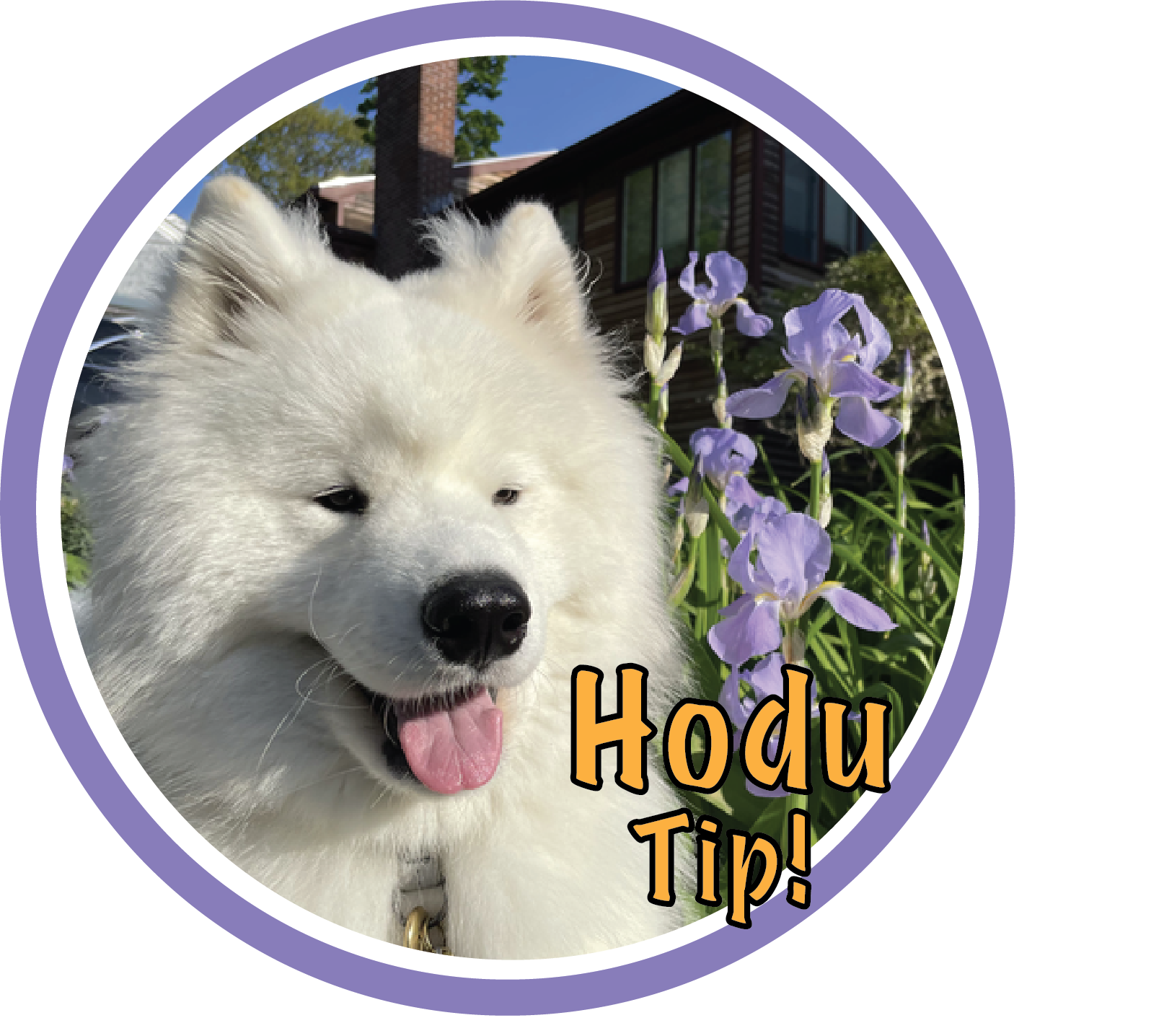 Hodu Tip! with lilac color styling