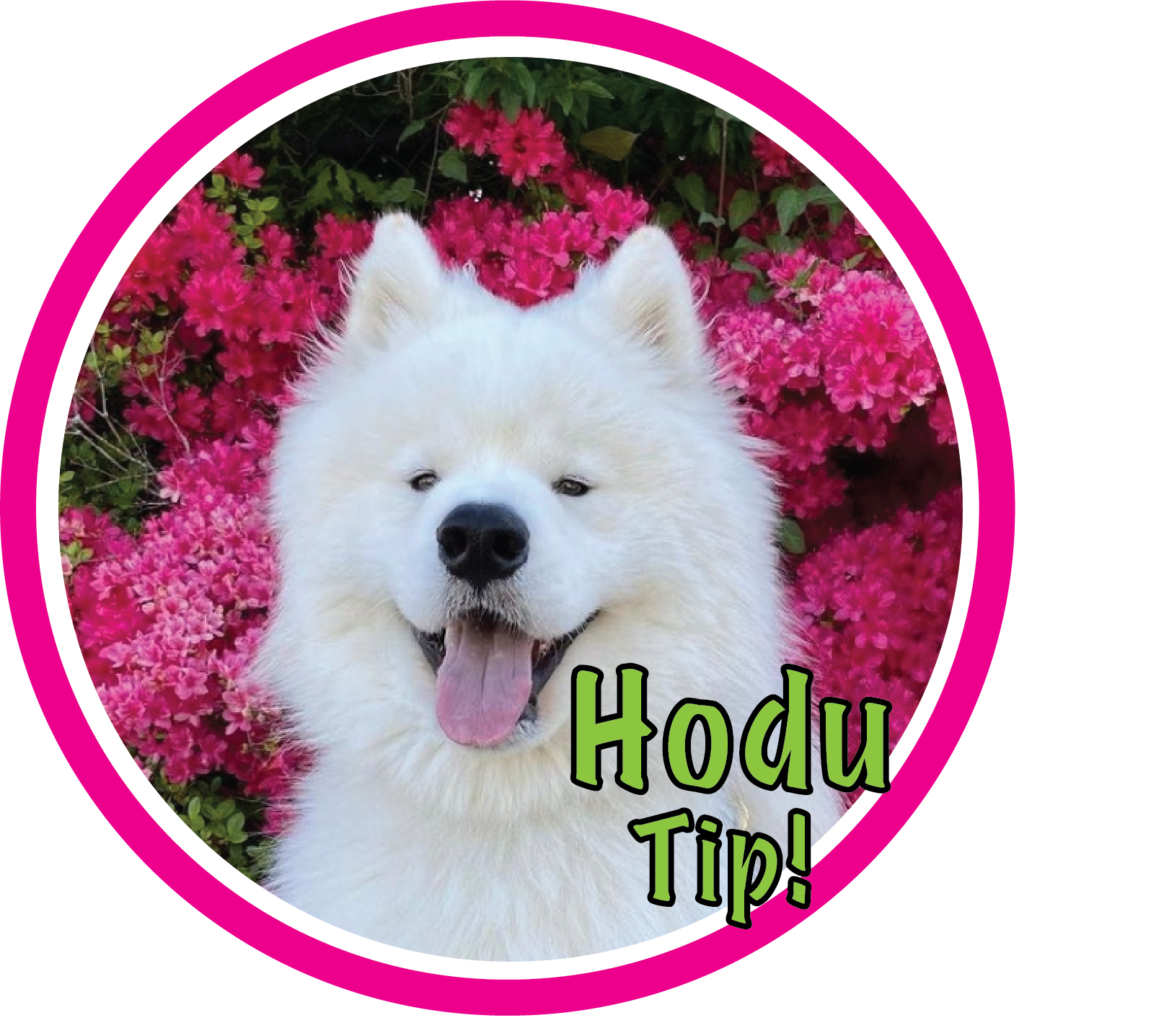 Hodu Tip! with magenta color styling