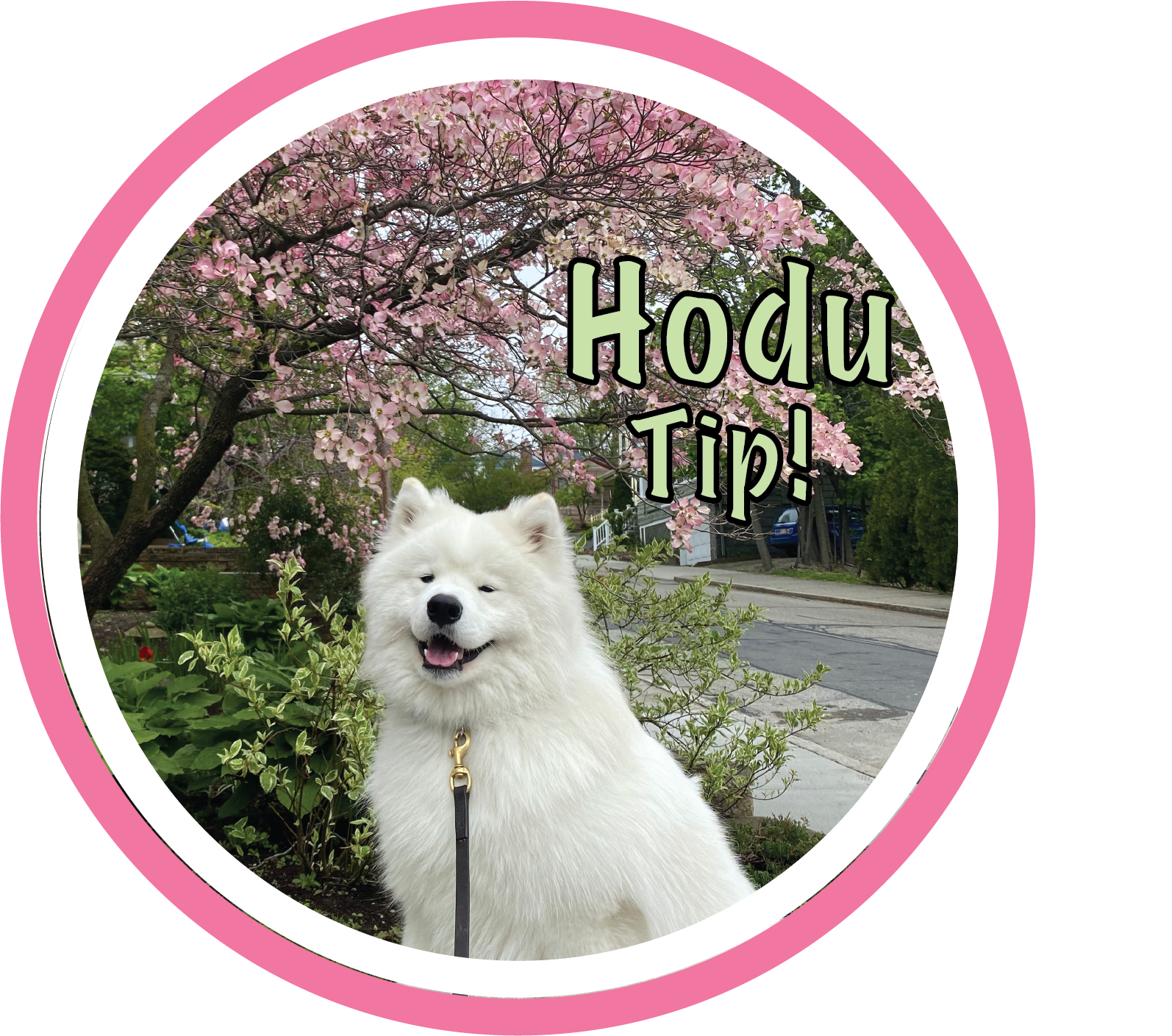Hodu tip! A picture of Hodu with some nice pink flowers