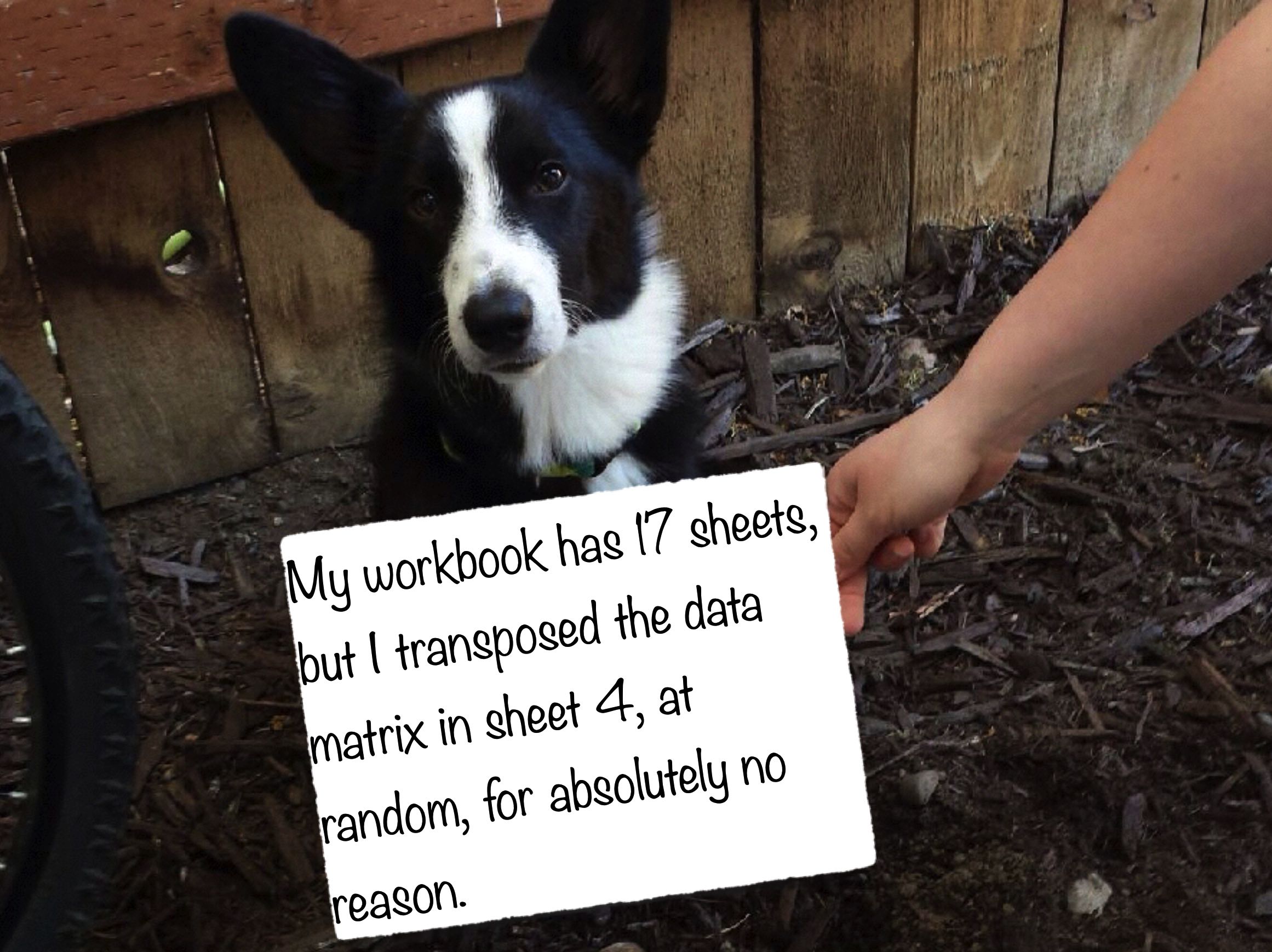 a dog with a sign saying they
transposed sheet 4 in their workbook for no reason