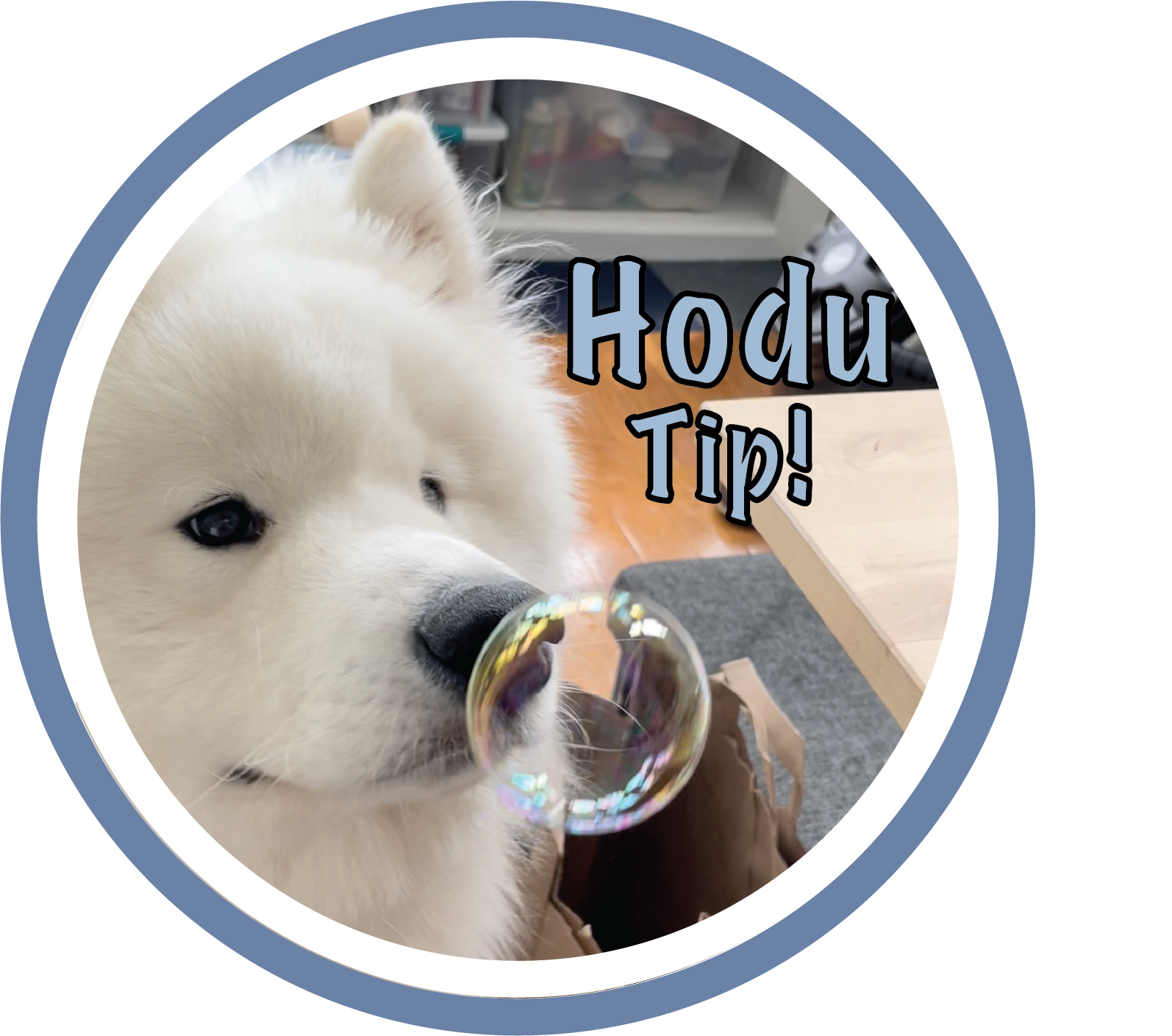 Hodu tip! A picture of Hodu booping a bubble